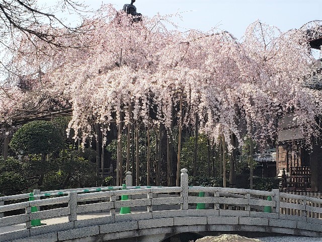 玉蔵院のしだれ桜