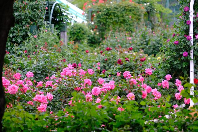 伊奈バラ園