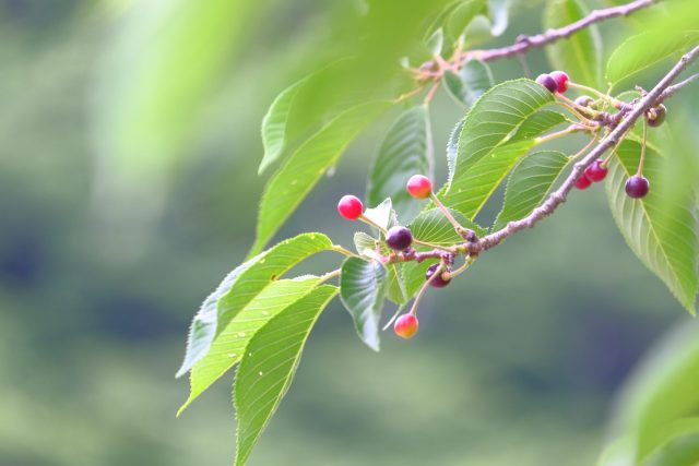 ゴールデンウィーク休業のお知らせ