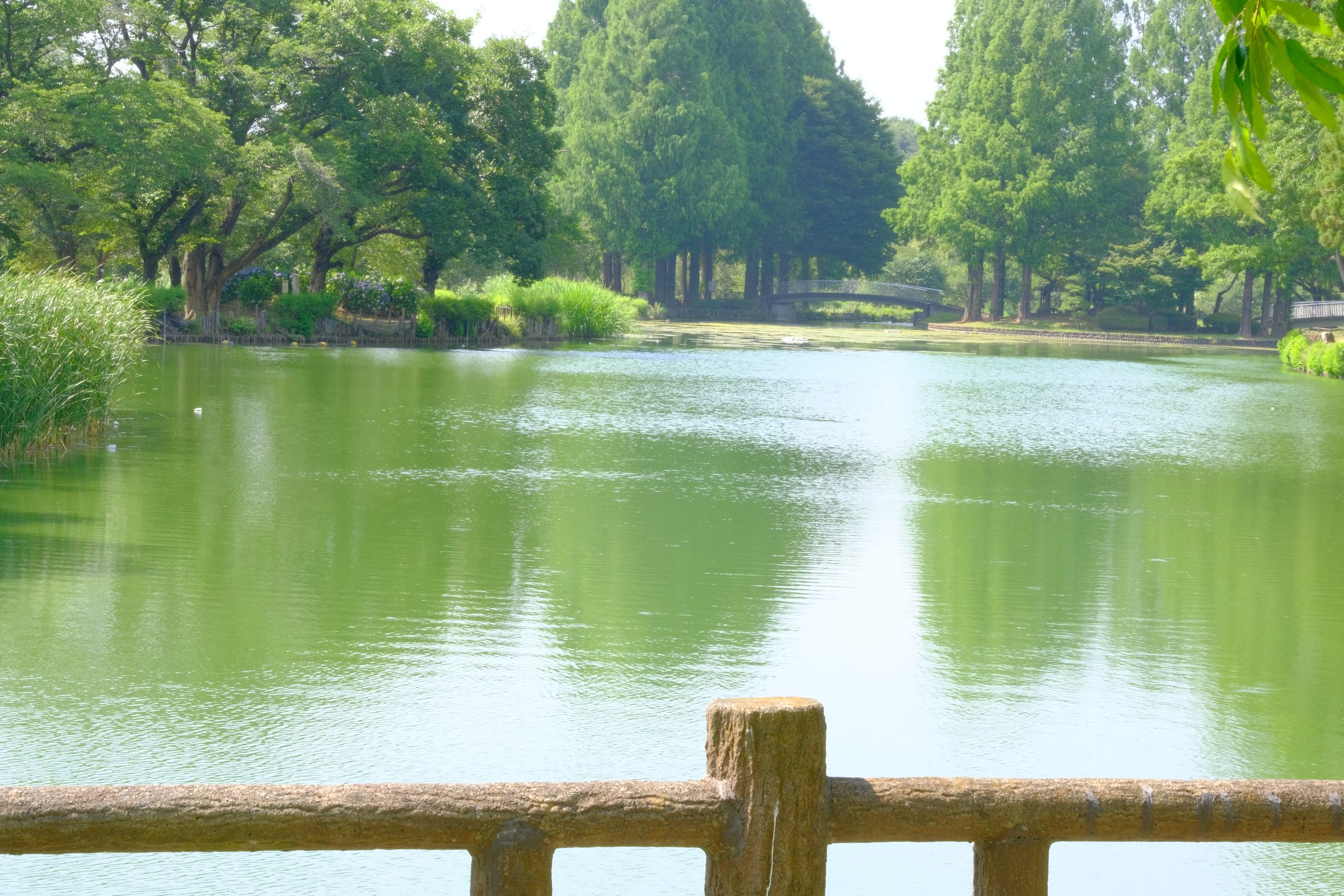 丸山公園