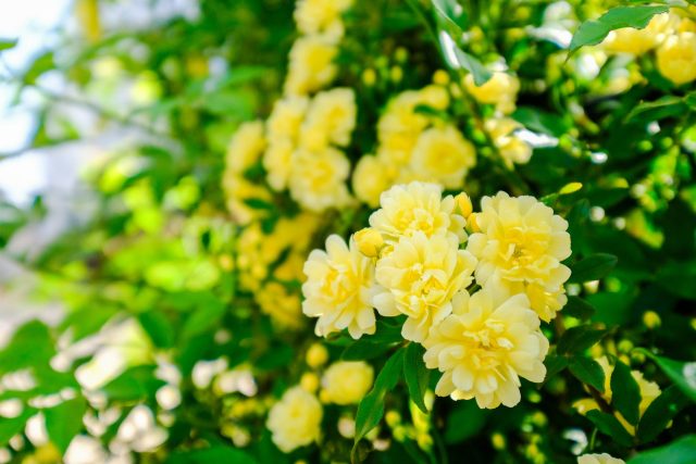 レーベンスランドリーのモッコウバラ