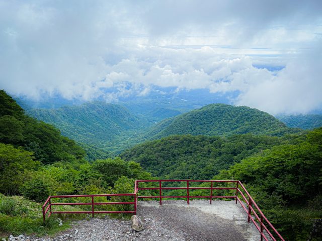 夏山の緑
